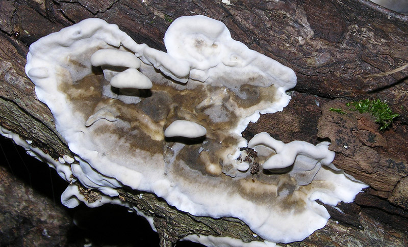 Lignicolo 0003. - (Bjerkandera adusta)